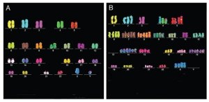 Variazioni numero e struttura dei cromosomi
